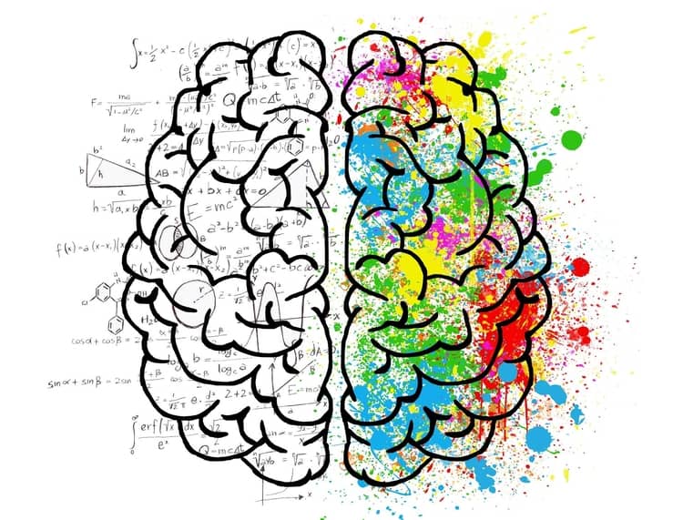 An illustration of the human brain with one side representing the logical component and the other side representing the creative component.